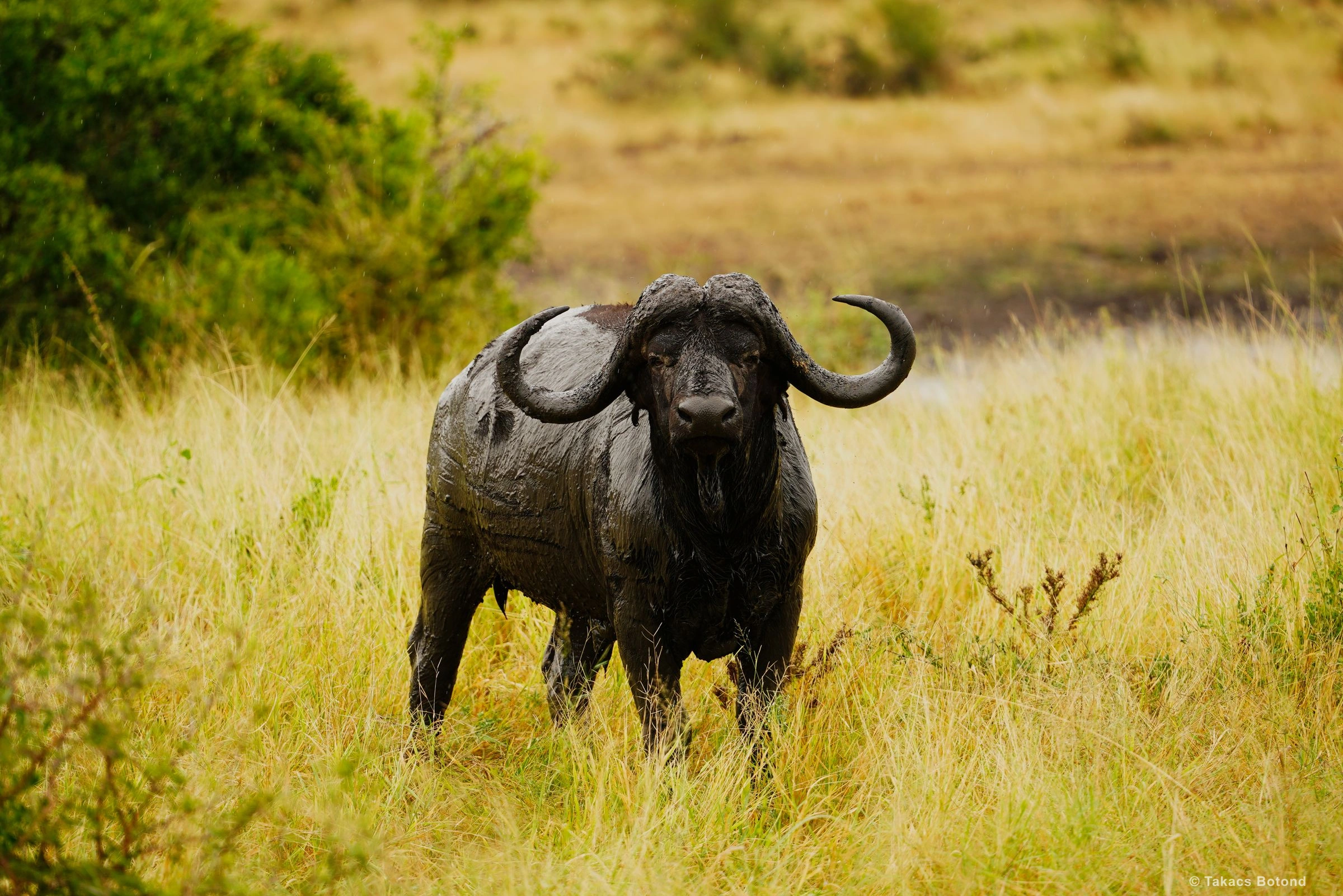 African Buffalo